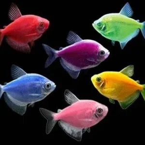 German Tetra Mix Color