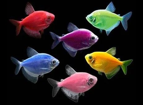 German Tetra Mix Color