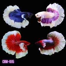 Fighter Rose Tail Mix Color (XL)