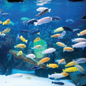 Malawi Cichlid Mix Color 2-2.3 CM