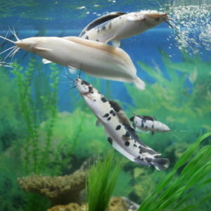 Marble Catfish 9-10 CM