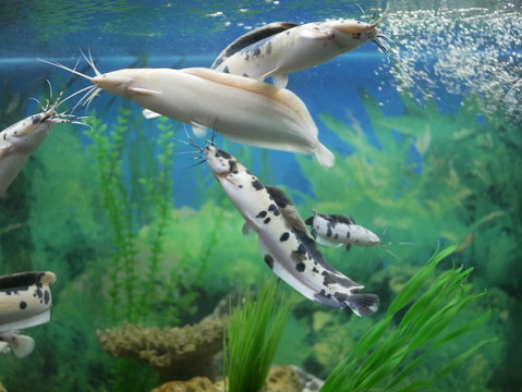Marble Catfish 9-10 CM