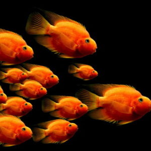 Red Parrot Cichlid 10-11 CM