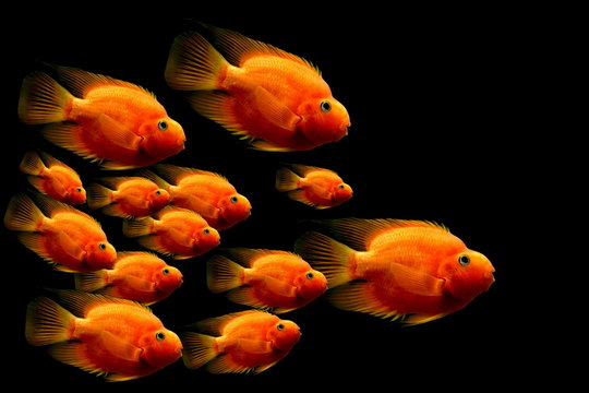 Red Parrot Cichlid 10-11 CM