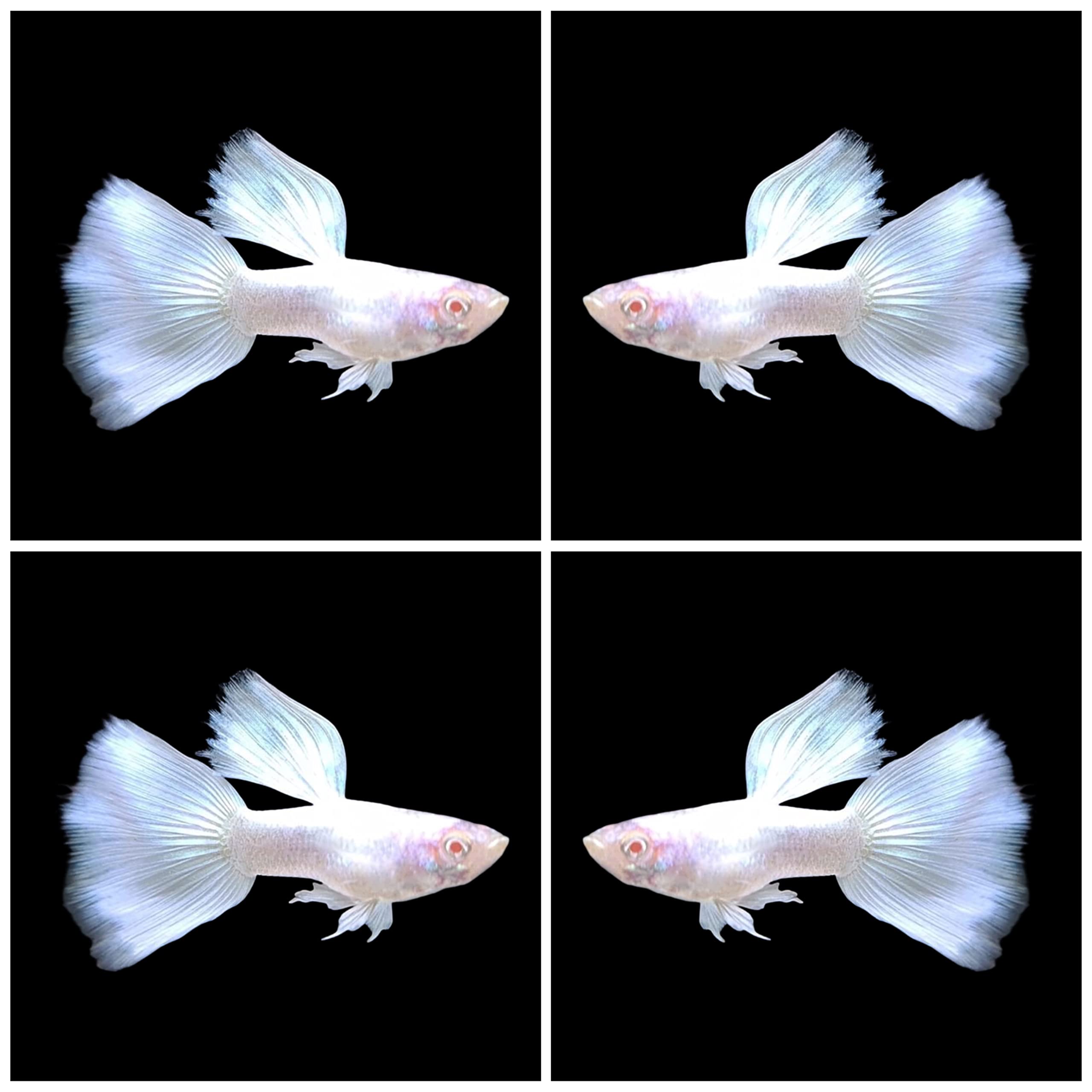 Guppy Platinum male 3.3-4 CM