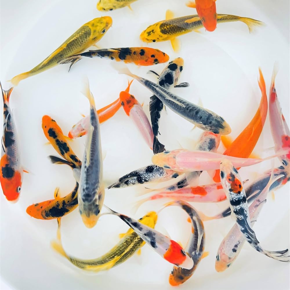 Koi Carp Mix Color 6.5-7 CM