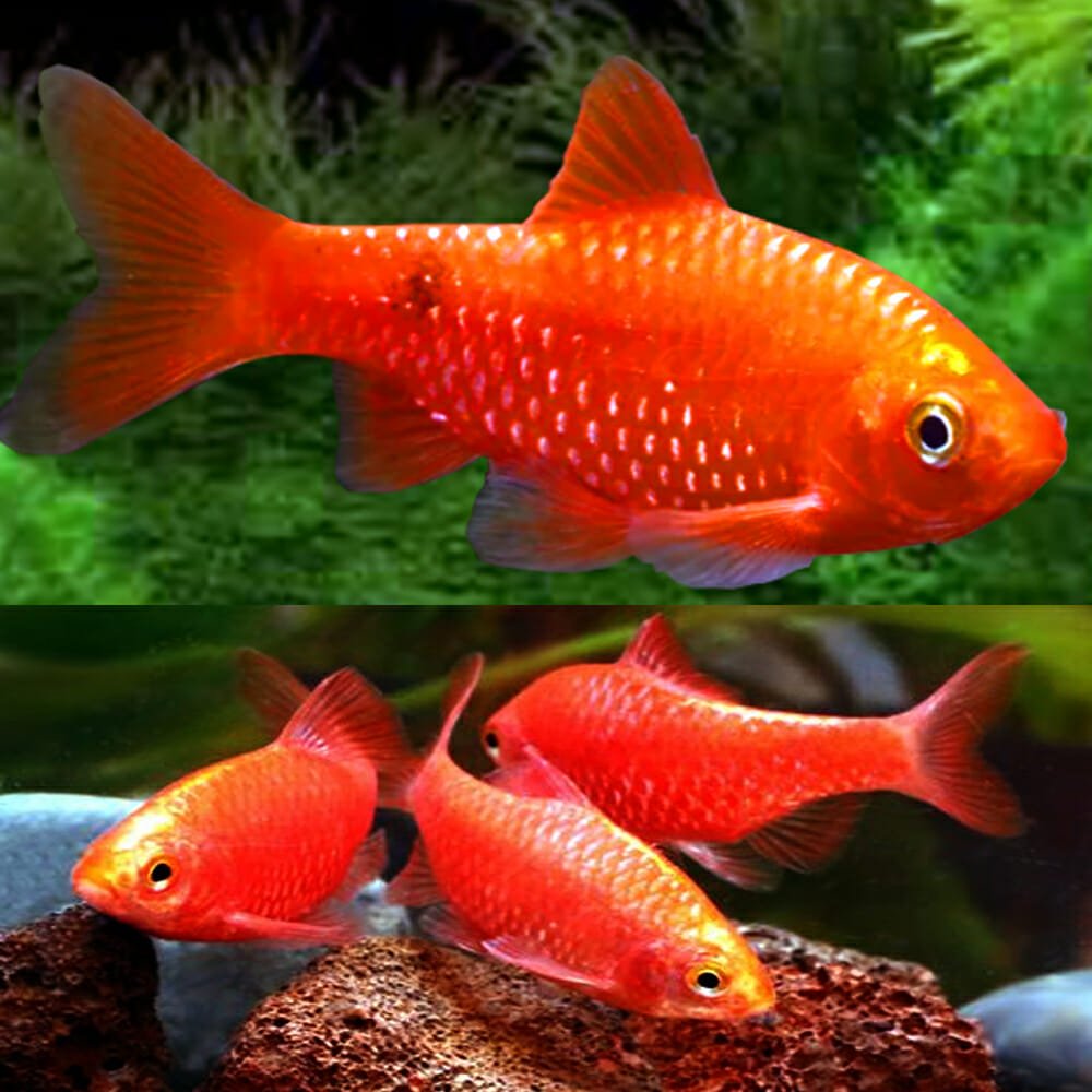 Red Rosy Barb 4-5.5 CM