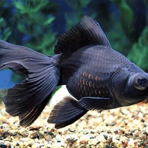 Black Moor 3.5-4 CM