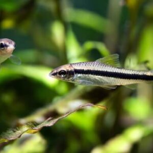Siamese Algea Eater 3.5-4 CM6