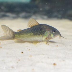 Corydoras Green 4-4.5 CM