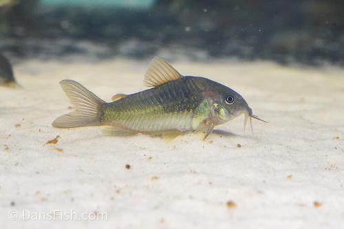 Corydoras Green 4-4.5 CM