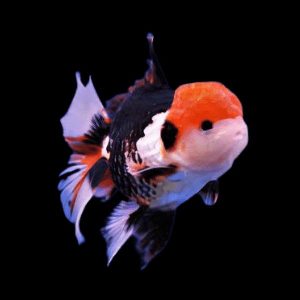 Tri Color Oranda 11-12 CM