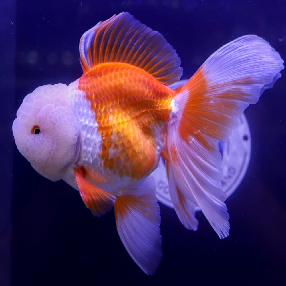 Red Jelly Head Oranda  12-13 CM