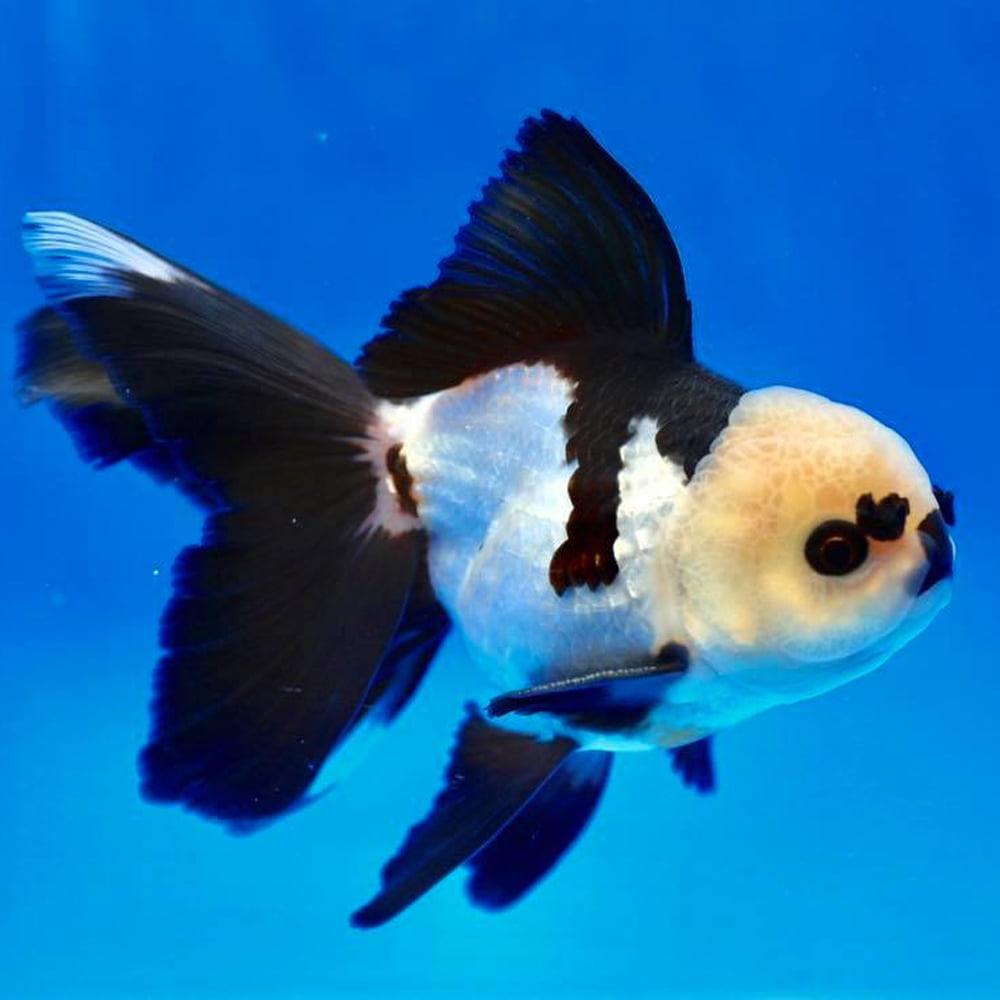 Panda Oranda 11-12 CM