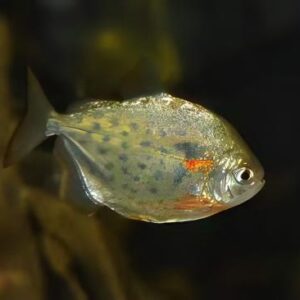 Spotted Silver Dollar 6.6-7 CM