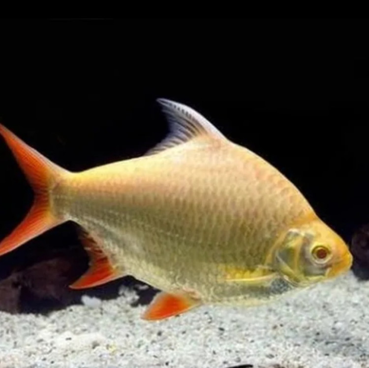 Golden Tinfoil Barb 5.5-6 CM