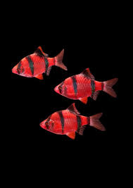 Red Tiger Barb 2.5-3 CM