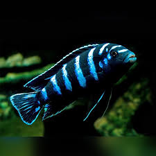 Demasoni Cichlid 6.6-7 CM