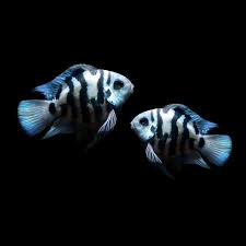Polar Parrot  Cichlid Blue 4.5-5 CM