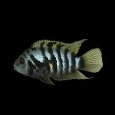 Zebra Convit Cichlid 5.5-6 CM