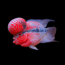 Flower Horn Humpy Head 12-13 CM