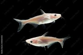 Albino Pangasis Catfish 9-10 CM