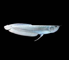 Silver Arowana 14-15 CM