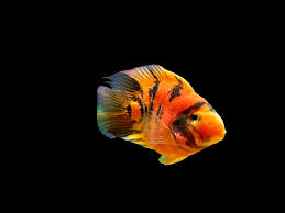 Red Tiger Parrot Cichlid 14-15 CM