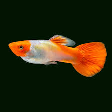 Red Cap Guppy (Male) 3.3-4 CM