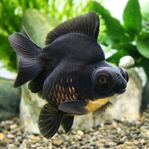 Black Moor Gold Fish Jambo 10-11 CM