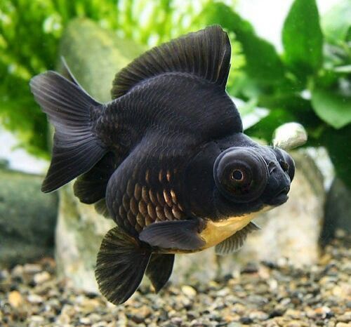 Black Moor Gold Fish Jambo 10-11 CM