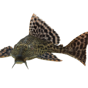 Sucker Mouth Catfish Black 10-11 CM