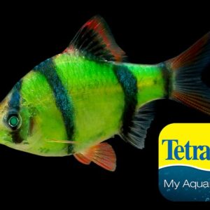 Tiger Barb Luminise Green 4-5 CM