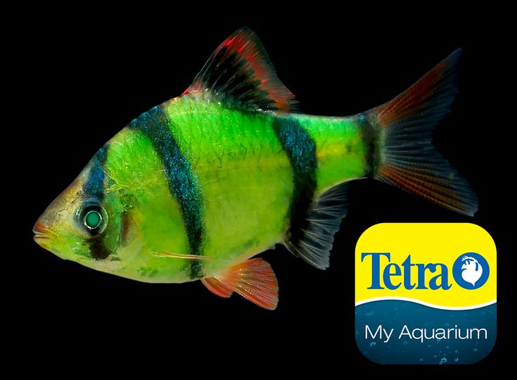 Tiger Barb Luminise Green 4-5 CM