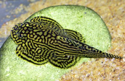 China Butterfly Sucker 6.5-7 CM