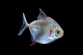 Silver Dollar 5.5-6 CM