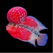 Flower Horn Cichlid 11-12 CM