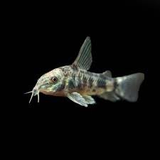 Corydoras Peppered 3-3.4 CM