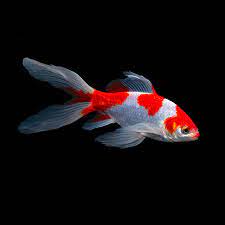 Red And White Comet 10-11 CM