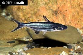 Blue Line Pangasis 7-8 CM