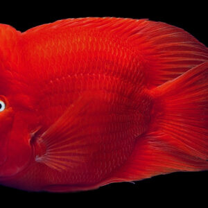 Red Mammon Cichlid 22-24 CM