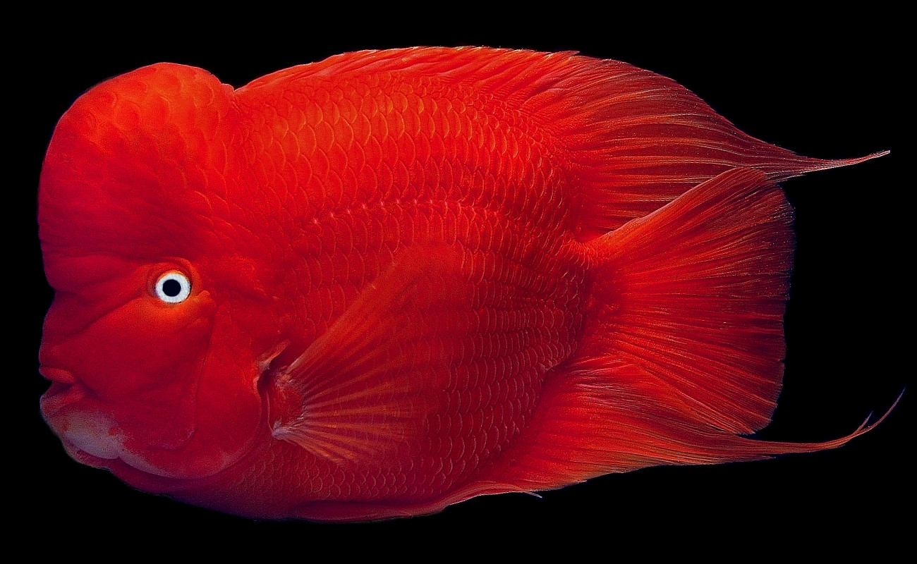 Red Mammon Cichlid 22-24 CM