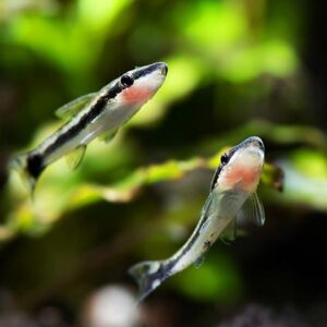 Ottosinclus Catfish 3.5-4 CM