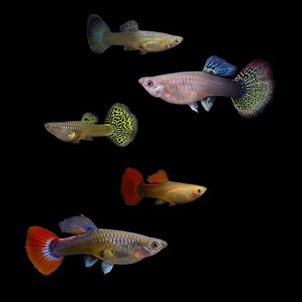 Guppy Female Mix Color (L)