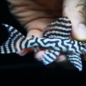 King Tiger Pleco. L333 6.5-7 CM