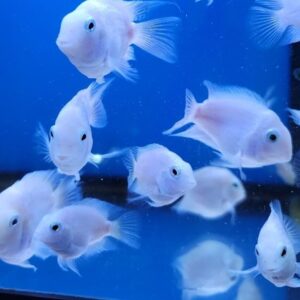 Polar Parrot Cichlid White 4.5-5 CM