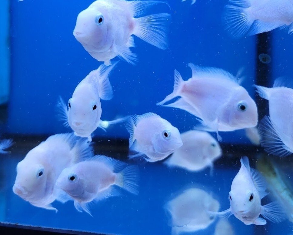 Polar Parrot Cichlid White 4.5-5 CM