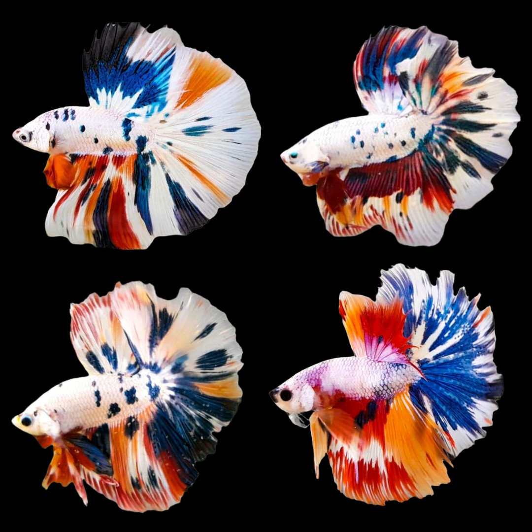 Fighter Koi Halfmoon (XXL)