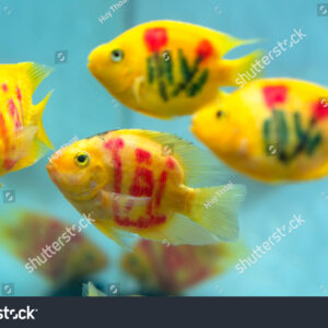 I Love You Tatoo Parrot 10-12 CM