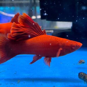 Fire Cracker Swordtail 5.5-6 CM